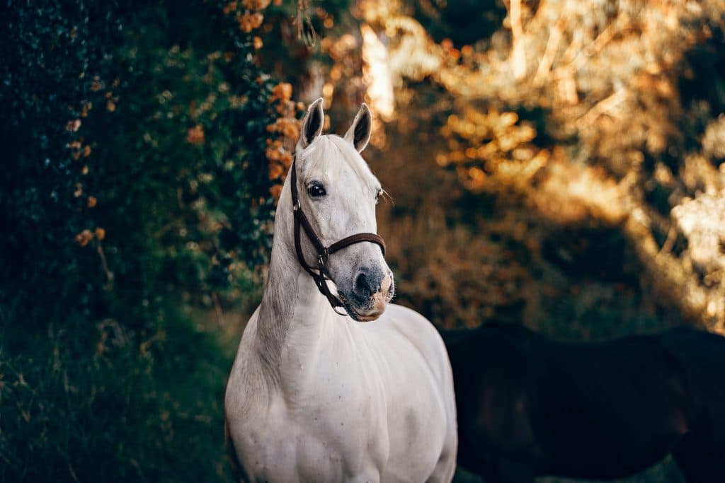 équitation